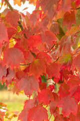 Naklejka na ściany i meble Acer rubrum 'Brandywine' Blatt in Herbstfärbung