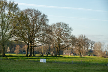 Trees growing along fields in The Netherlands near Loenen (Gelderland).