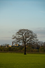 Single tree in field at boundary of Veluwe and Ijsselvalei near Loenen in The Netherlands