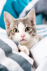 Tabby kitten in a bed
