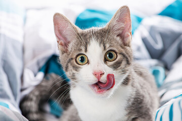 Tabby kitten in a bed and licks his mouth 