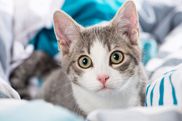 Tabby kitten in a bed