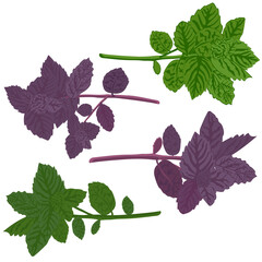 Green basil and dark opal basil close-up. Green  and purple basil isolated. Vector illustration of green vegetables. - 460359199