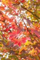 Acer rubrum Redpointe Blatt in Herbstfärbung