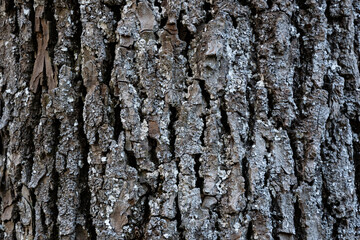 The texture of the tree bark. Beautiful texture of tree bark covered with lichen.