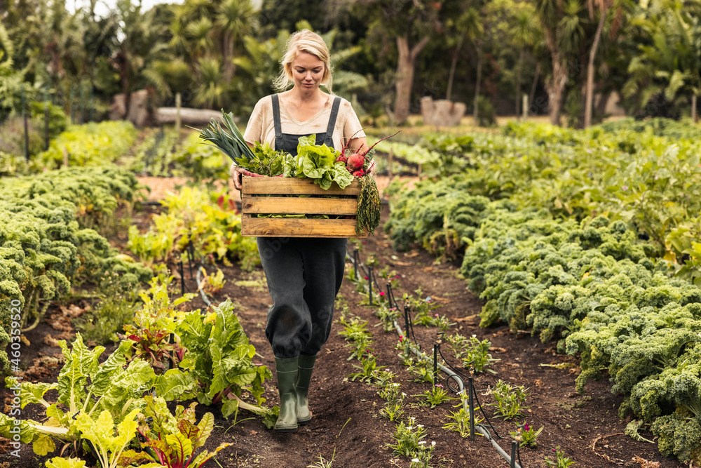 Wall mural organic farmer harvesting fresh vegetables on her farm