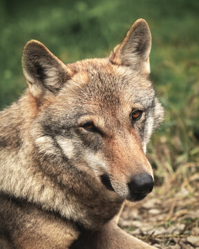 Face portrait of a european wolf looking straight into the camera. Animal photography