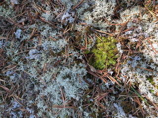 moss on the rock
