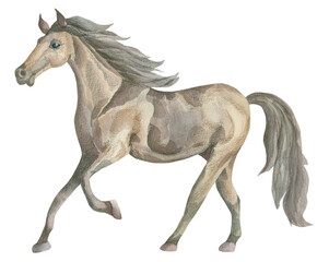 Watercolor stallion. Watercolor horse. Hand-drawn watercolor illustration.