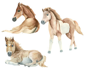 Set of watercolor foals, ponies. Watercolor horses.