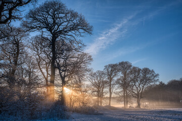 Evening Sun Through the Trees in Winter at Cartmel