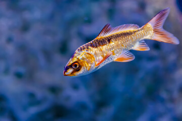 Golden iridescent aquarium fish in blue water.