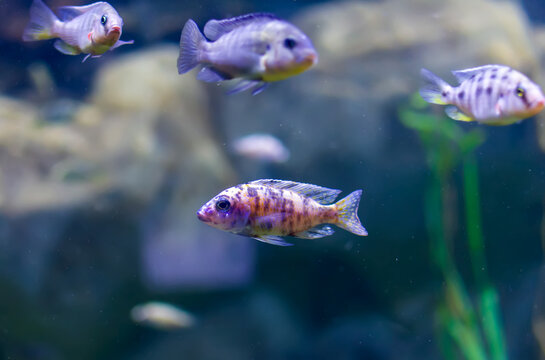 Aulonocara species &lsquo;OB Peacock&rsquo; cichlids in fish tank. The meaning of OB is Orange blotched.