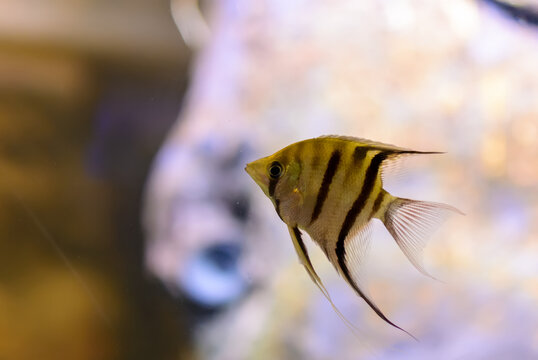 Pterophyllum altum, also referred to as the altum angelfish, deep angelfish, or Orinoco angelfish, in fish tank.