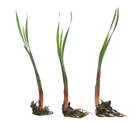 Set cane, reed leaves, stem and root isolated on white background © dule964