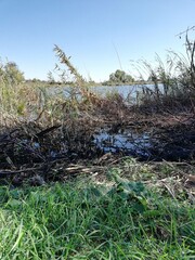 Riverbank, burnt reeds, wildlife