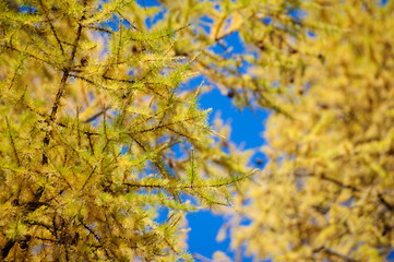 autumn leaves in the wind