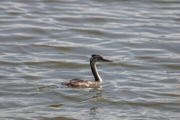 Lone Great Crested Grebe Podiceps cristatus swims in the wilderness, nature reserve, bird watching on the water body