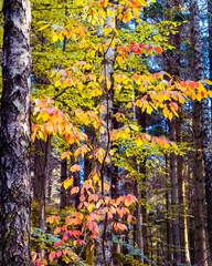 Colorful woodland near gothenburg Sweden.