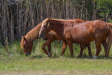 Naklejka premium Two wild horses graze on grass in front of a grove of trees at the Assateague Island National Seashore, Berlin, MD