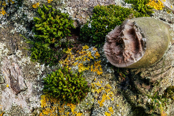 Moss and lichen growing on fallen tree trunk, closeup macro detail