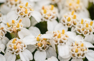 Common yarrow tiny white and yellow flowers, closeup macro detail