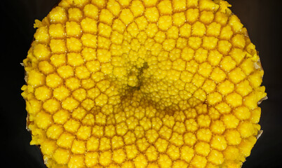 Yellow Tansy - Tanacetum vulgare - flower under microscope, image width 9mm