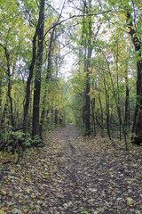 Fototapeta premium path in autumn forest