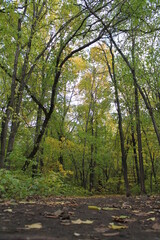 path in the forest