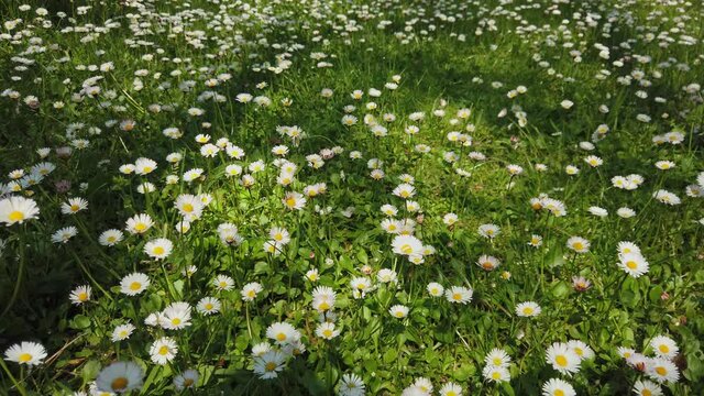 moving image with a zenithal shot of a field of white daisies on a green field