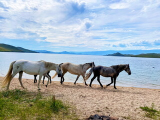 Fototapeta na wymiar horses on the lake shore