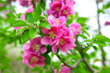 Spring landscape with a flowering pink tree. White sakura flowers bloom in the trees. Beautiful blooming garden on a sunny day. A wonderful concept of romance and love with delicate flowers. Hi spring