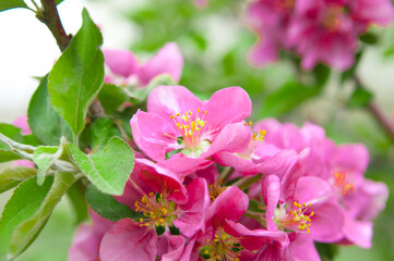 Spring landscape with a flowering pink tree. White sakura flowers bloom in the trees. Beautiful blooming garden on a sunny day. A wonderful concept of romance and love with delicate flowers. Hi spring