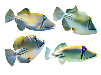 Set of Arabian Picassofish (Rhinecanthus assasi, Lagoon triggerfish) isolated in a white background. Unusual tropical bright fish, Red Sea, Egypt. Close up, side view, cut out. Underwater photo.