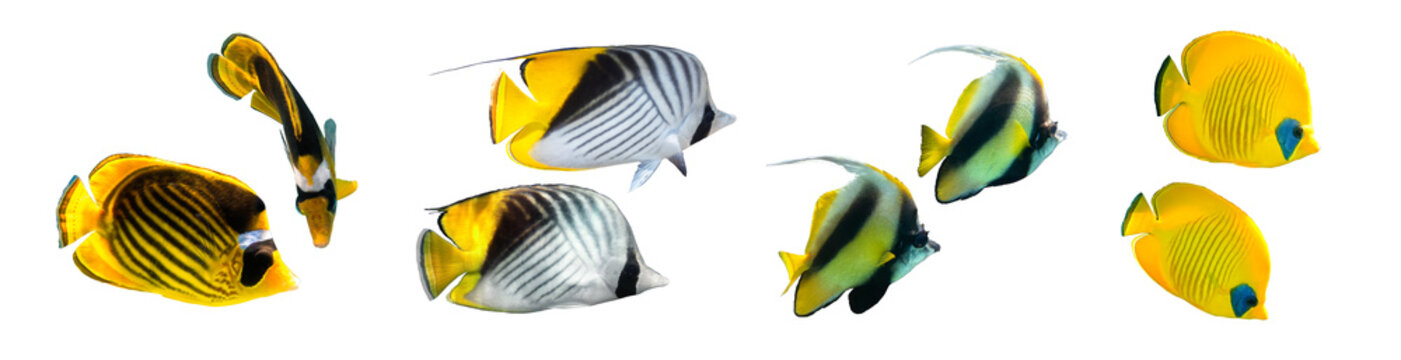 Different types of Butterflyfish (Raccoon, Masked, Threadfin Butterflyfish, Pennant Coralfish) isolated on white background. Set of striped tropical fish, side view, cut out. Underwater diversity.