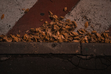 autumn