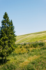 Day view of mountains and grass meadow. Ecology protection, save nature concept. Bright green capathian hills. Beauty of Ukraine landscapes. Travel