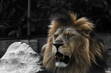 Roaring lion