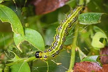 Caterpillar of the box tree moth eats a leaf of a shrub - obrazy, fototapety, plakaty