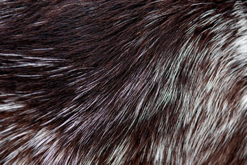 Beautiful spotted fur close-up. Texture of brown animal wool. Dog fur.