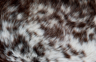 Beautiful spotted fur close-up. Texture of brown animal wool. Dog fur.