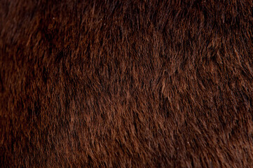 Beautiful spotted fur close-up. Texture of brown animal wool. Dog fur.