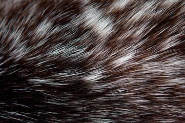 Beautiful spotted fur close-up. Texture of brown animal wool. Dog fur.