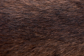 Beautiful spotted fur close-up. Texture of brown animal wool. Dog fur.