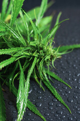 Green cannabis plant on black wet surface