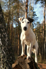 Obraz premium Dog Jack Russell Terrier close-up