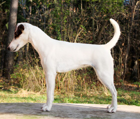 The Jack Russell Terrier dog, standing sideways, the correct dog stance.