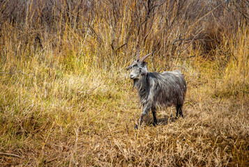 Goat and lamb sowing in the meadow, green grass, white goat. The concept of goat milk and livestock farming.