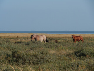 Strand und D&uuml;nen auf der Nordseeinsel Juist