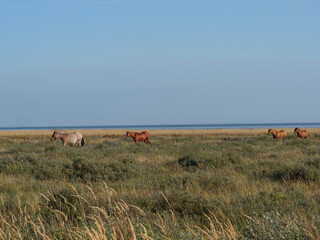 Strand und Dünen auf der Nordseeinsel Juist